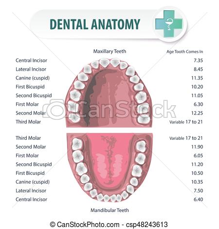 dental-anatomy-2-vector-clip-art_csp48243613